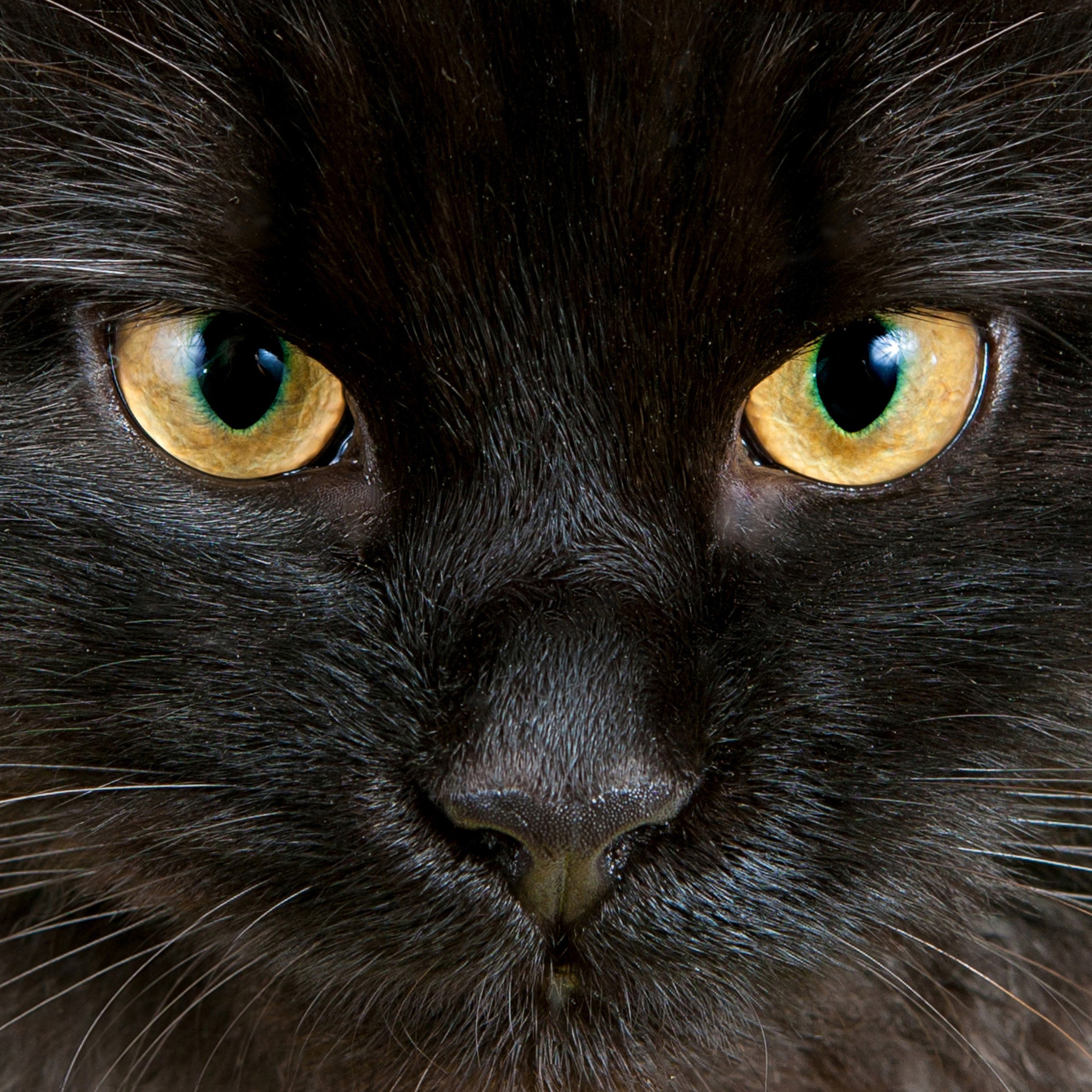 Dieren-B2ctelecom