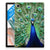 Samsung Galaxy Tab A8 2021/2022 Back Case Pauw - B2C Telecom