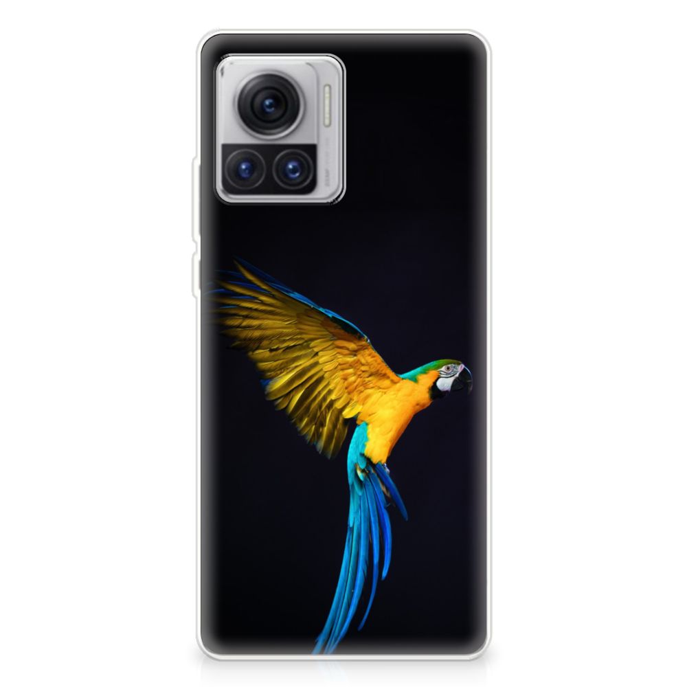 Motorola Moto X30 Pro TPU Hoesje Papegaai B2C Telecom