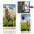 Samsung Galaxy A41 Telefoonhoesje met Pasjes Schaap en Lammetje